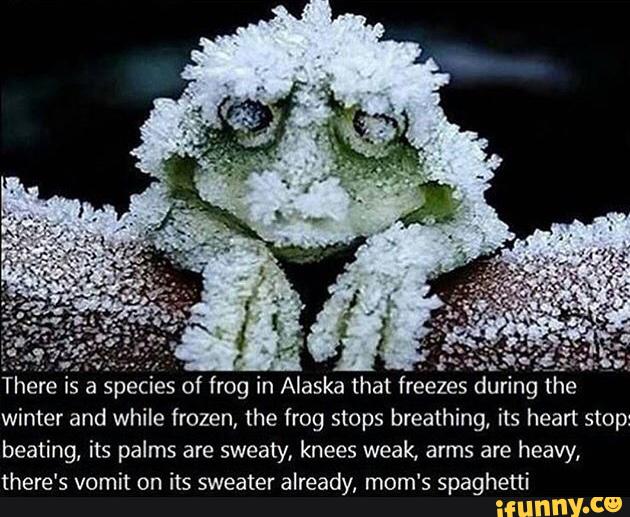 There IS a species of frog In Alaska that
freezés during the
winter and while frozen, the frog stops breathing, its heart stop:
beating, its palms are sweaty, knees weak, arms are heavy,
there's vomit on its sweater already, mom‘s spaghetti