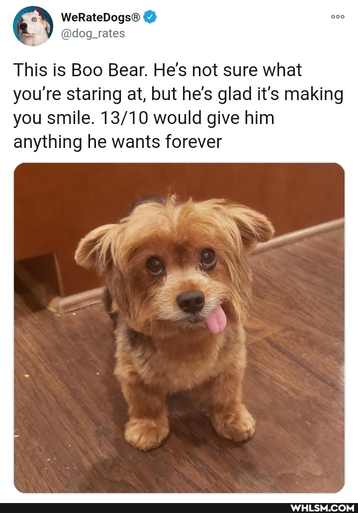 @dog_rates
This is Boo Bear. He's not sure what you're staring at, but he's glad it's making you smile. would give him anything he wants forever