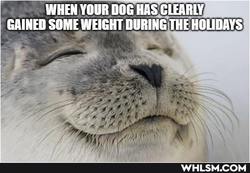 WHEN YOUR DOG HAS CLEARLY GAINED SOME WEIGHT DURING THE HOLIDAYS