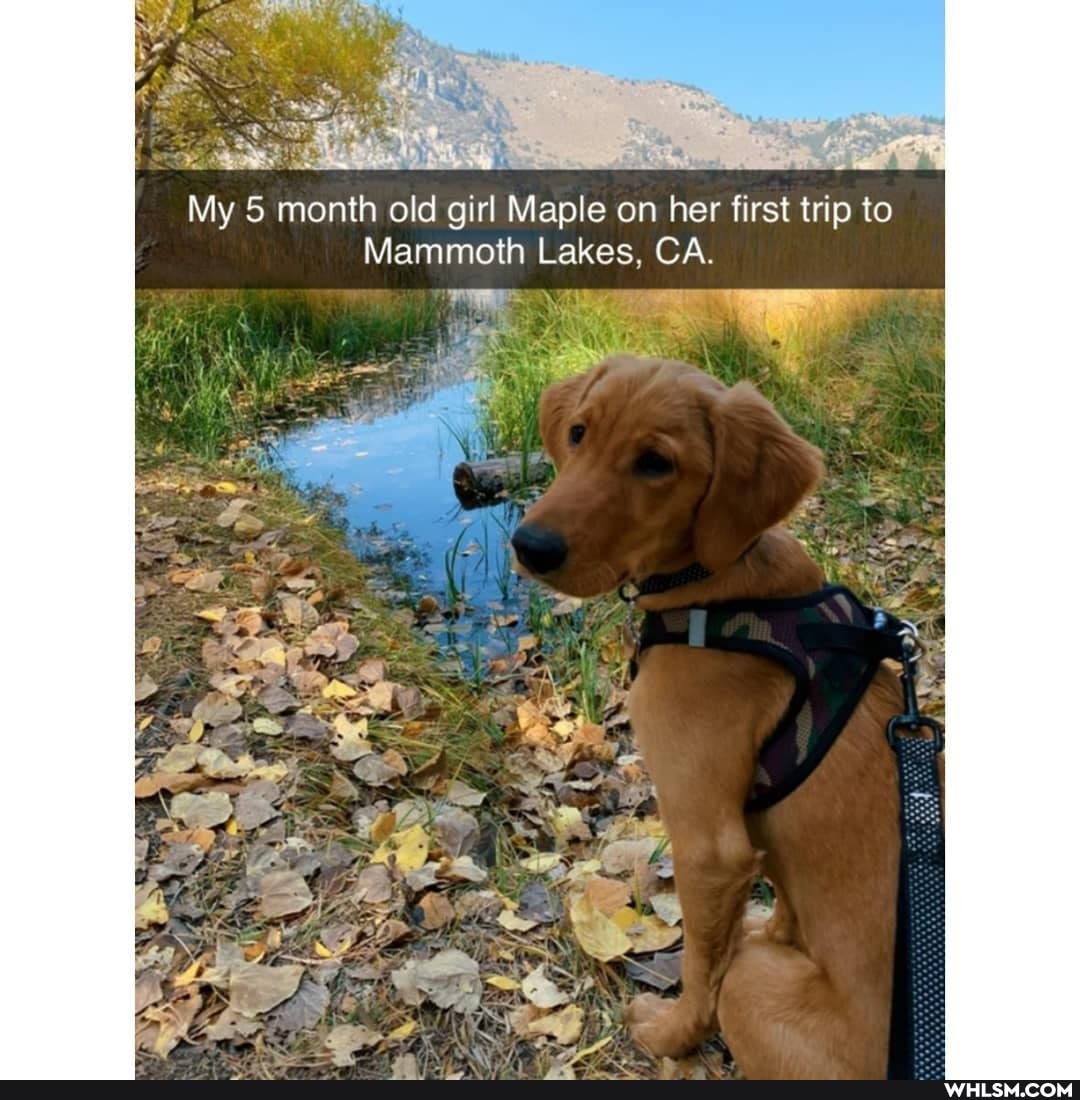 My 5 month old girl Maple on her first trip to
Mammoth Lakes, CA.