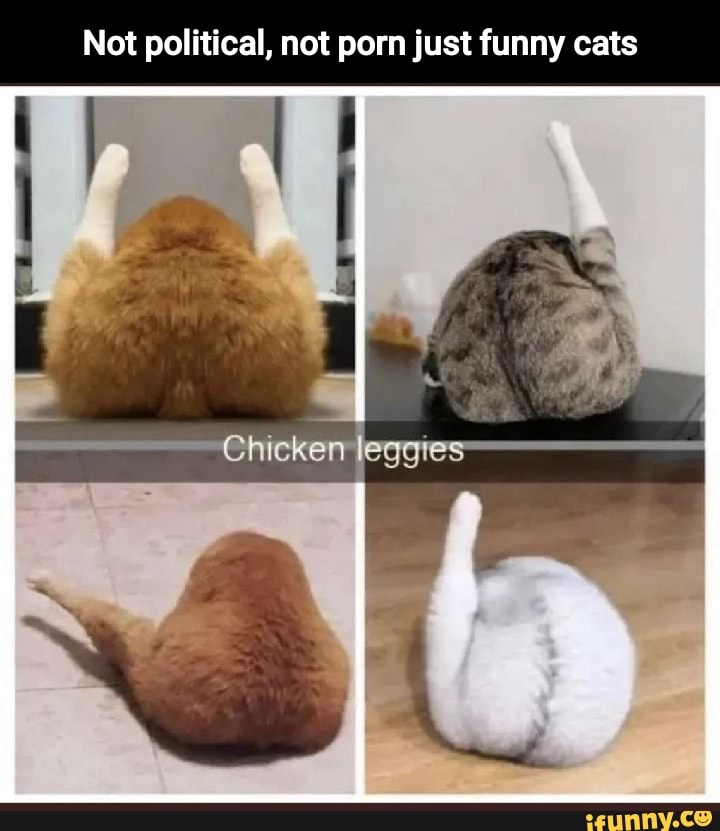 Funny Chicken Porn - Net political, not porn just funny cats Chicken leggies - iFunny Brazil