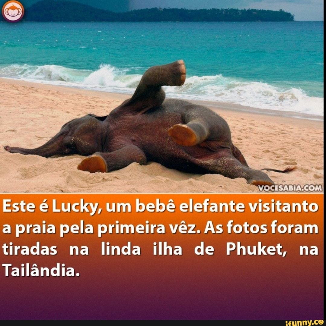 Este é Lucky, um bebe elefante visitanto a praia pela primeira vez. As fotos foram tiradas na linda ilha de Phuket, na
Tailândia.