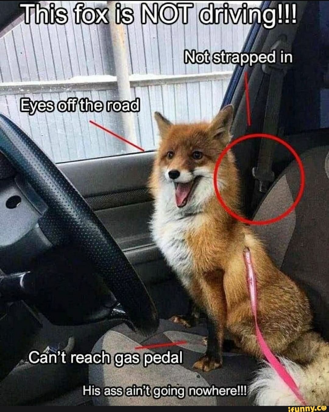 This fox is NOT driving!!! Not strappee in Eyes off the roddl Cant