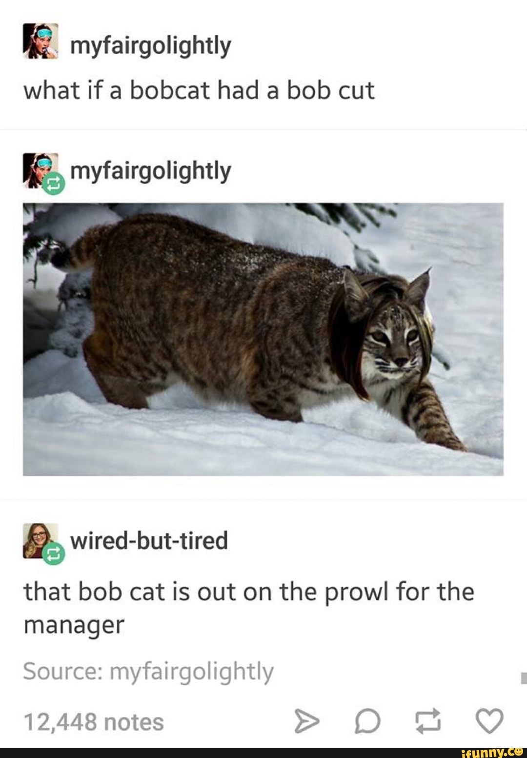 É myfairgolightly what if a bobcat had a bob cut myfairgolightly that bob  cat is out on the prowl for the manager - iFunny