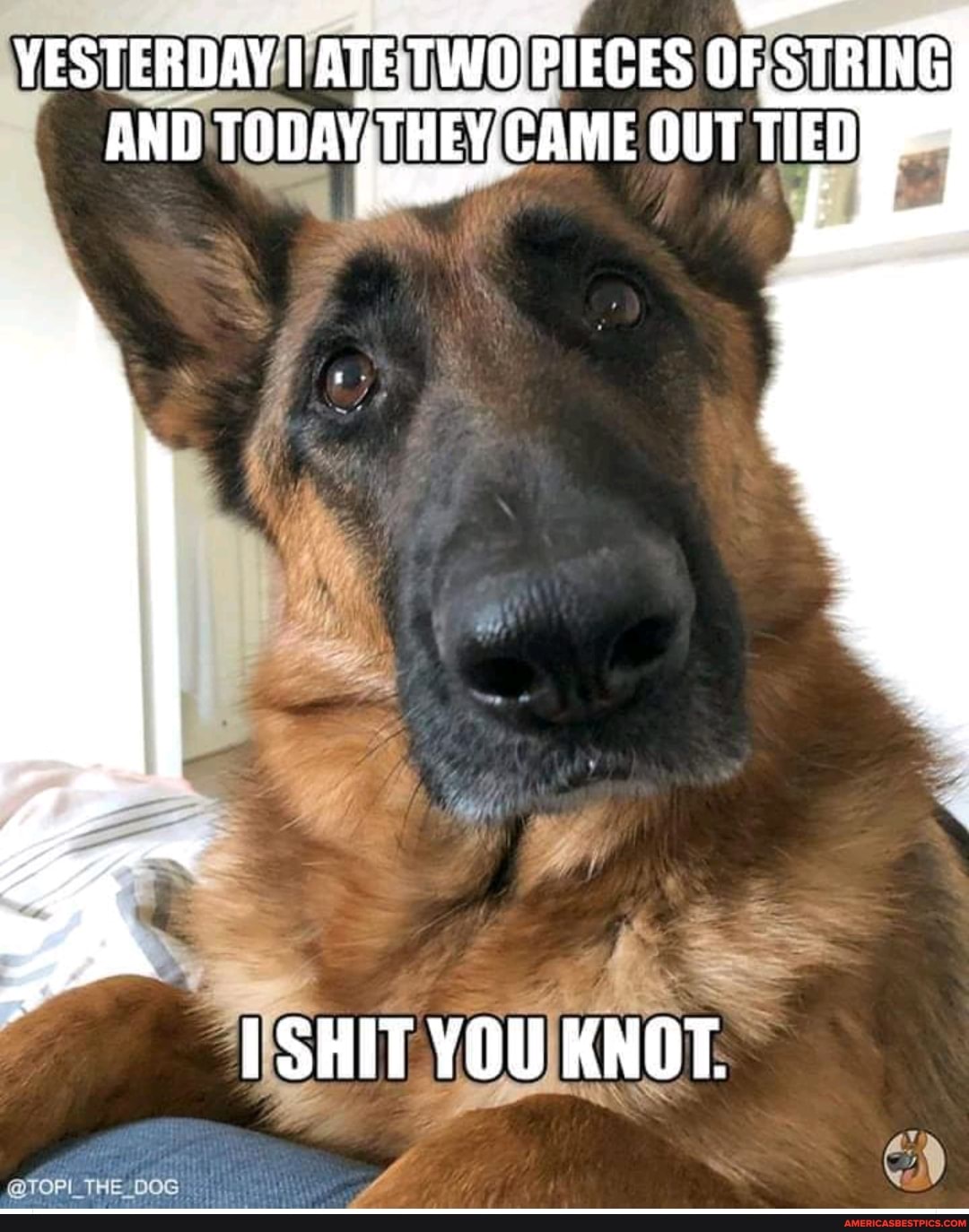 YESTERDAY ATE: TWO PIECES OF STRING AND TODAY THEY, CAME OUT TIED
SHIT YOU KNOT.