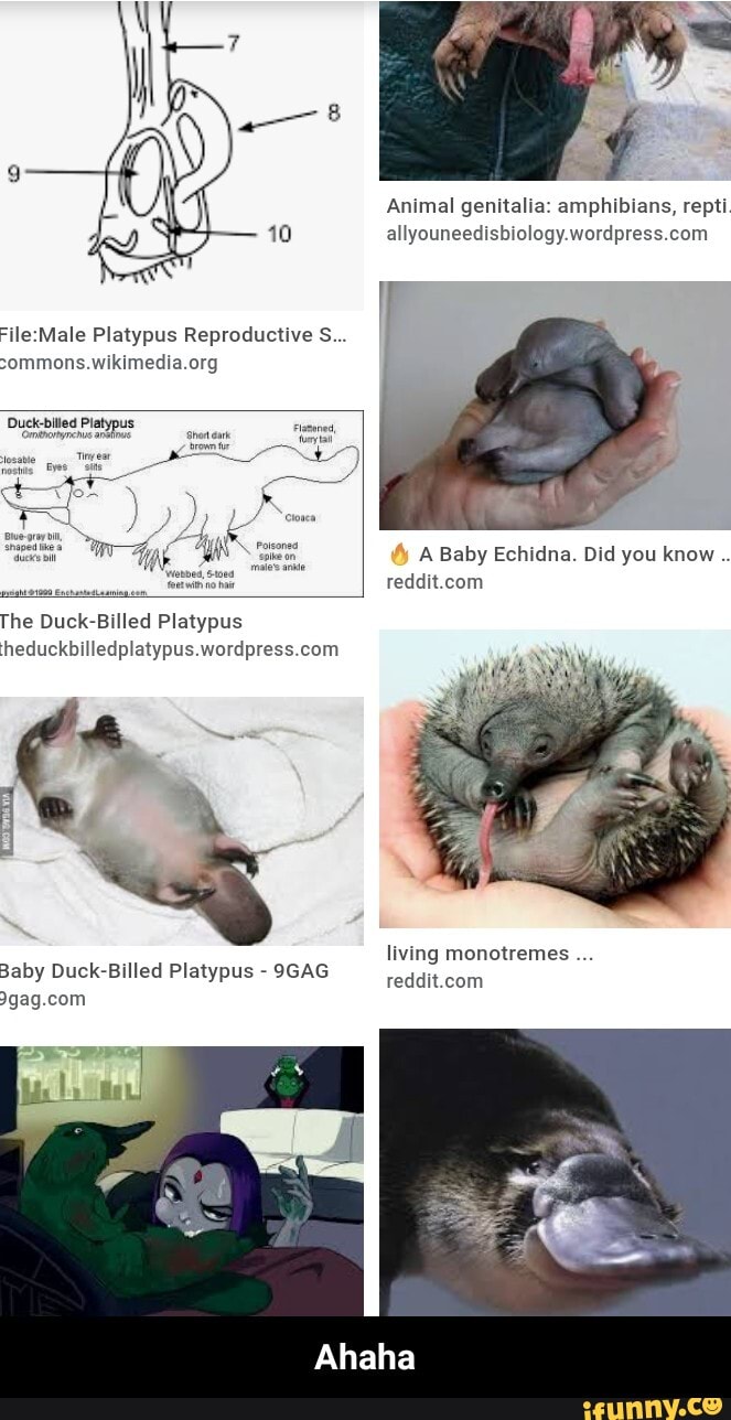 10 Platypus Reproductive S Duck Biled Platypus The Duck Billed Platypus Baby Duck Billed Platypus 9gag Animal Genitalia Amphibians Repti A Baby Echidna Did You Know Living Monotremes Ahaha Ahaha Ifunny