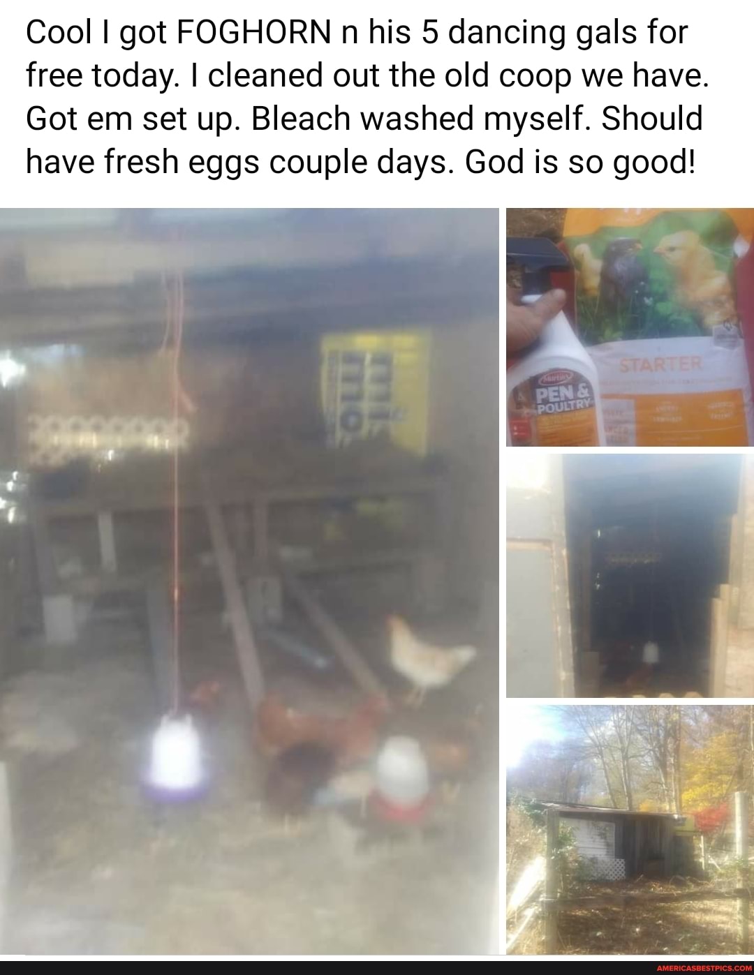 Cool I got FOGHORN n his 5 dancing gals for free today. I cleaned out the old coop we have.
Got em set up. Bleach washed myself. Should have fresh eggs couple days. God is so good!