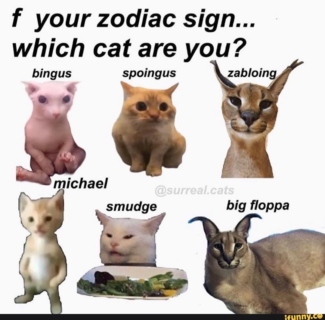 F your zodiac sign... which cat are you? bingus spoingus I I é ichael ...