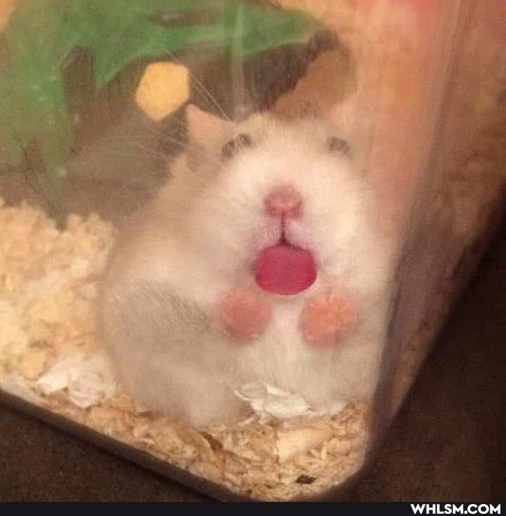 cute_animal, hamster