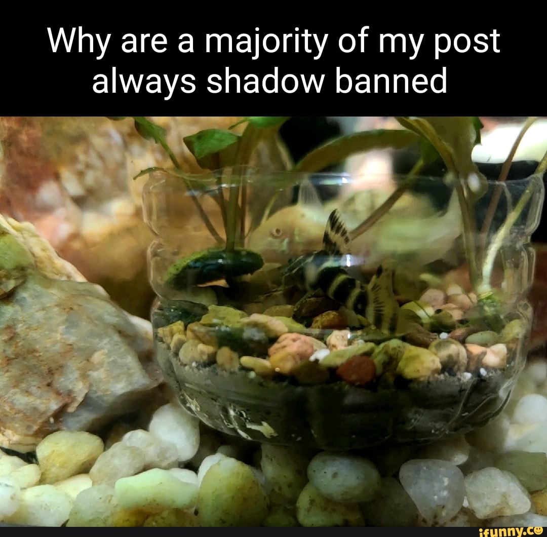 why-are-a-majority-of-my-post-always-shadow-banned-if-ifunny