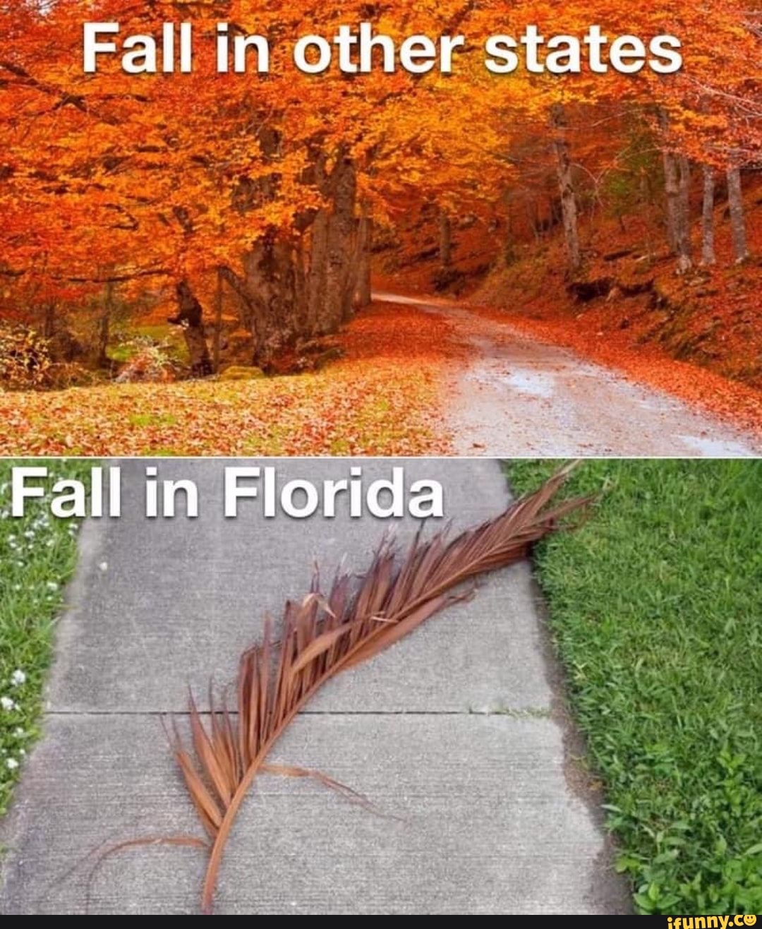 Fall in other states Fall in Florida - iFunny