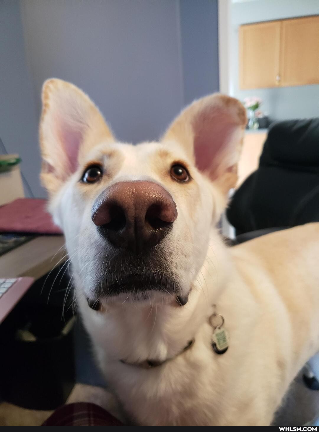 dog, funny, puppy