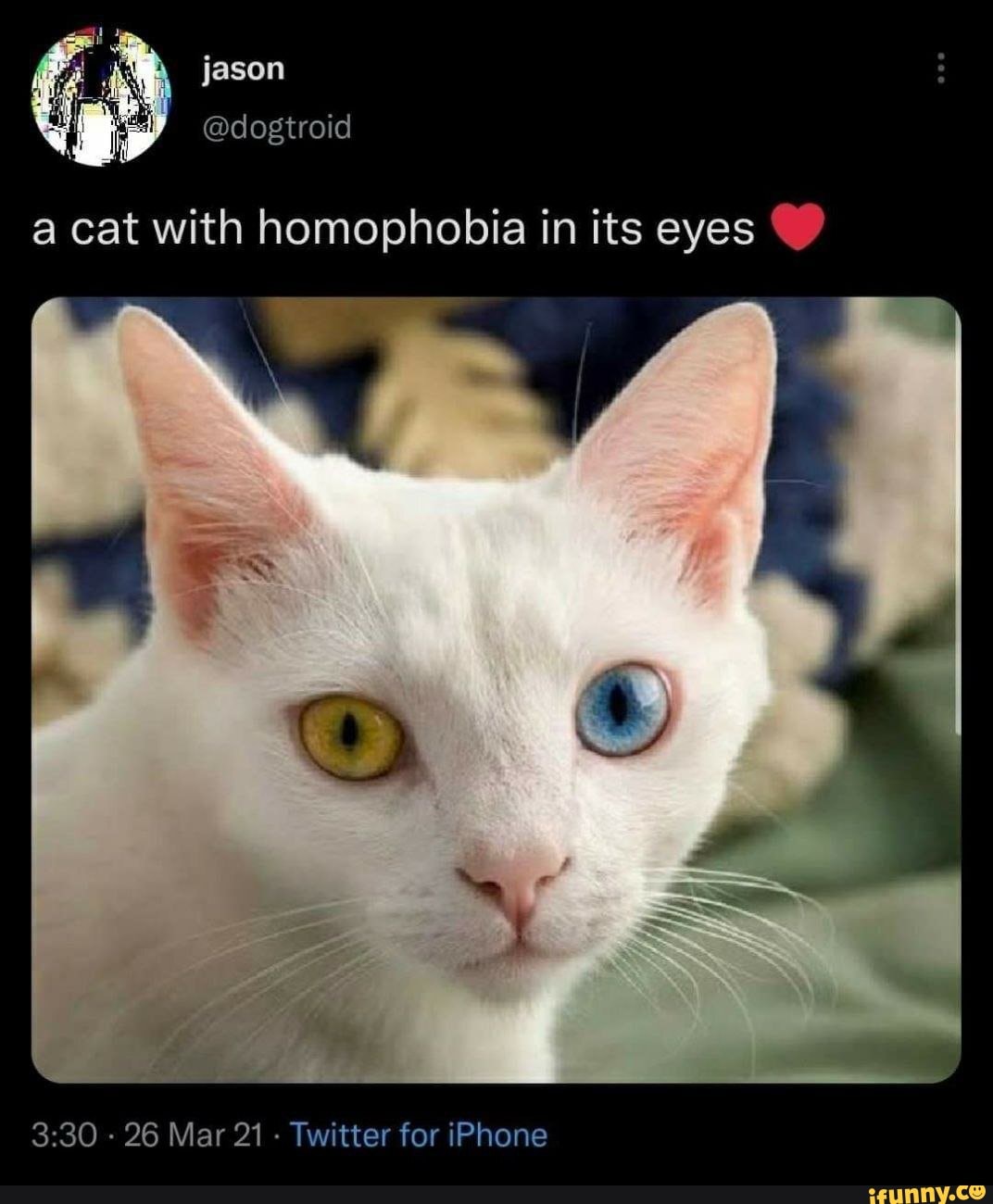 Jason @dogtroid a cat with homophobia in its eyes - 26 Mar 21 - Twitter ...