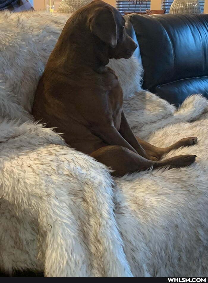 remember, sit, like, hoomans