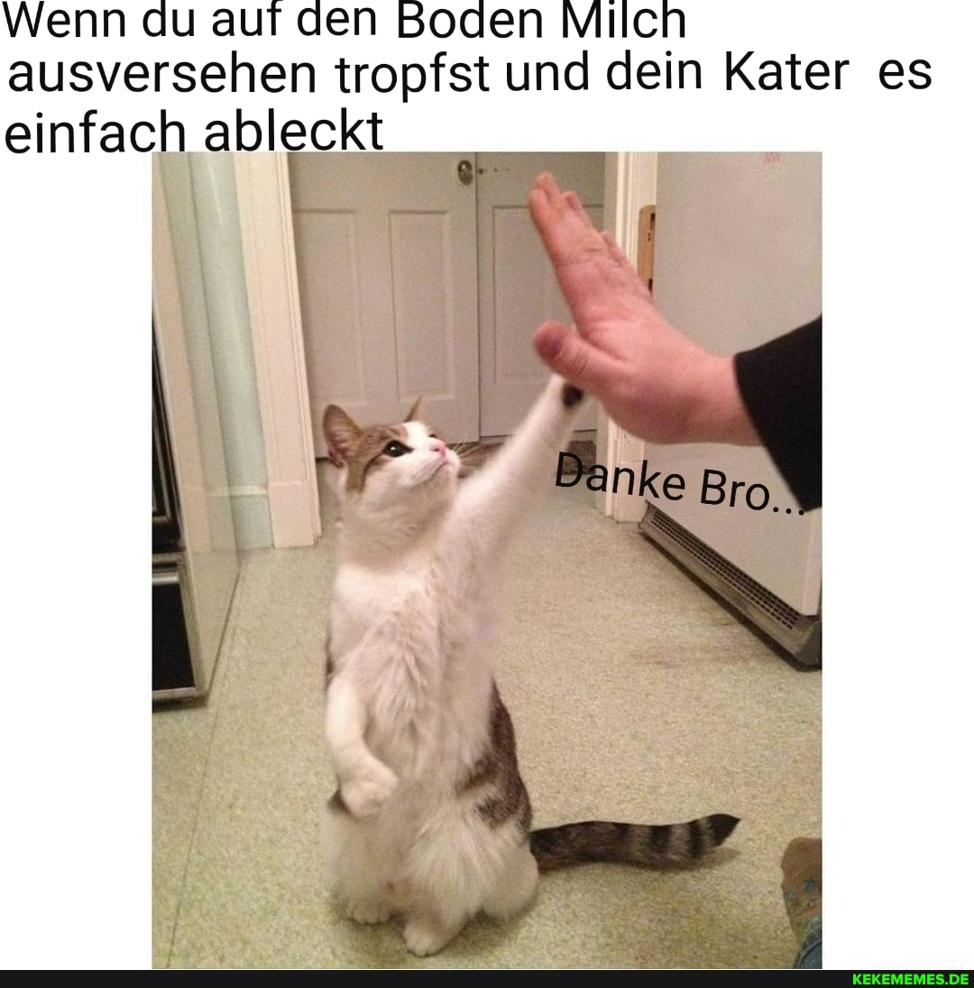 Wenn du auf den Boden Mllich ausversehen tropfst und dein Kater es einfach ableckt