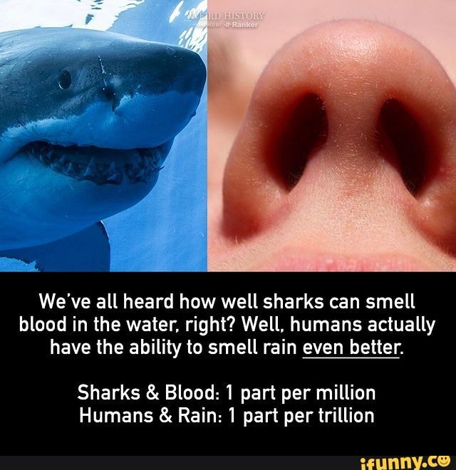 We've all heard how well sharks can smell blood in the water, right