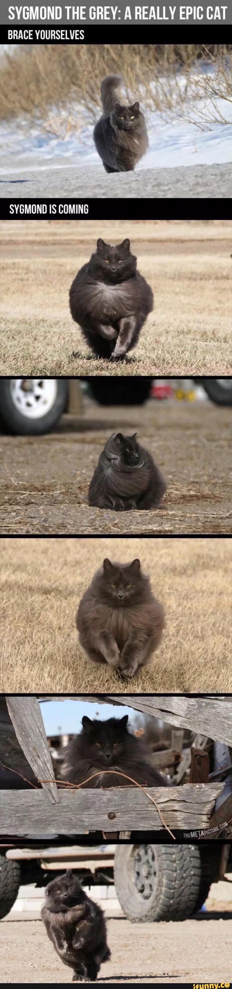 SYGMOND THE GREY: A REALLY EPIC CAT BRACE YOURSELVES
COMING