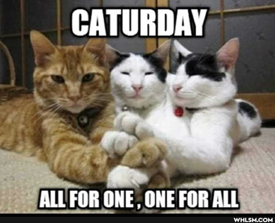 CATURDAY
ALL FOR ONE ONE FOR ALL
