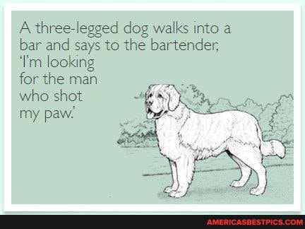 Inspicere Ugyldigt En nat A three-legged dog walks into a bar and says to the bartender, 'I'm looking  for the man who shot my paw! - America's best pics and videos