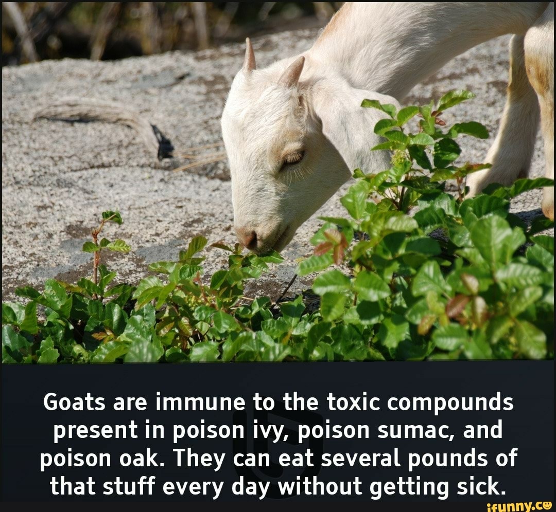 Goats are immune to the toxic compounds present in poison ivy, poison sumac, and poison oak. They can eat several pounds of that stuff every day without getting sick.