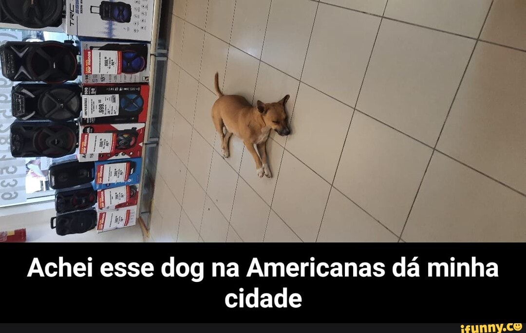 Achei esse dog na Americanas dá minha cidade - Achei esse dog na Americanas dá minha cidade