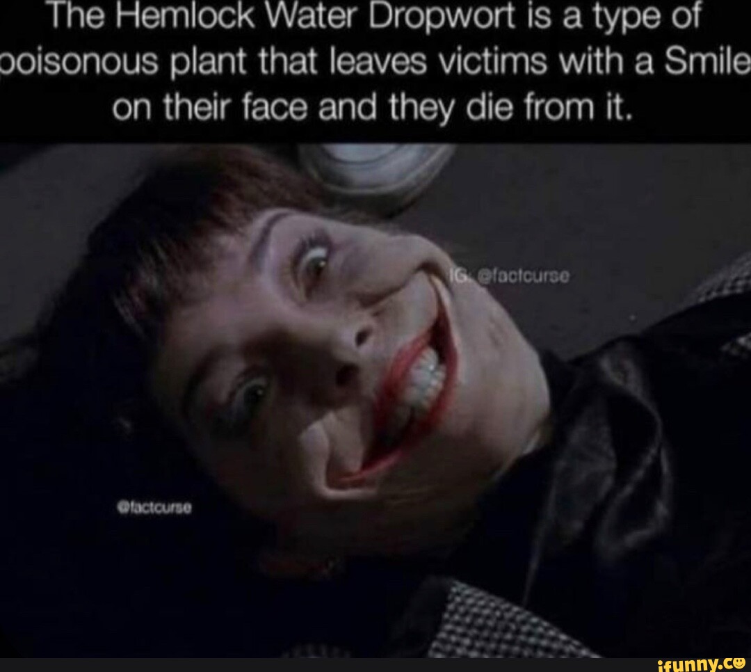 The Hemlock Water Dropwort is a type of 90isonous plant that leaves