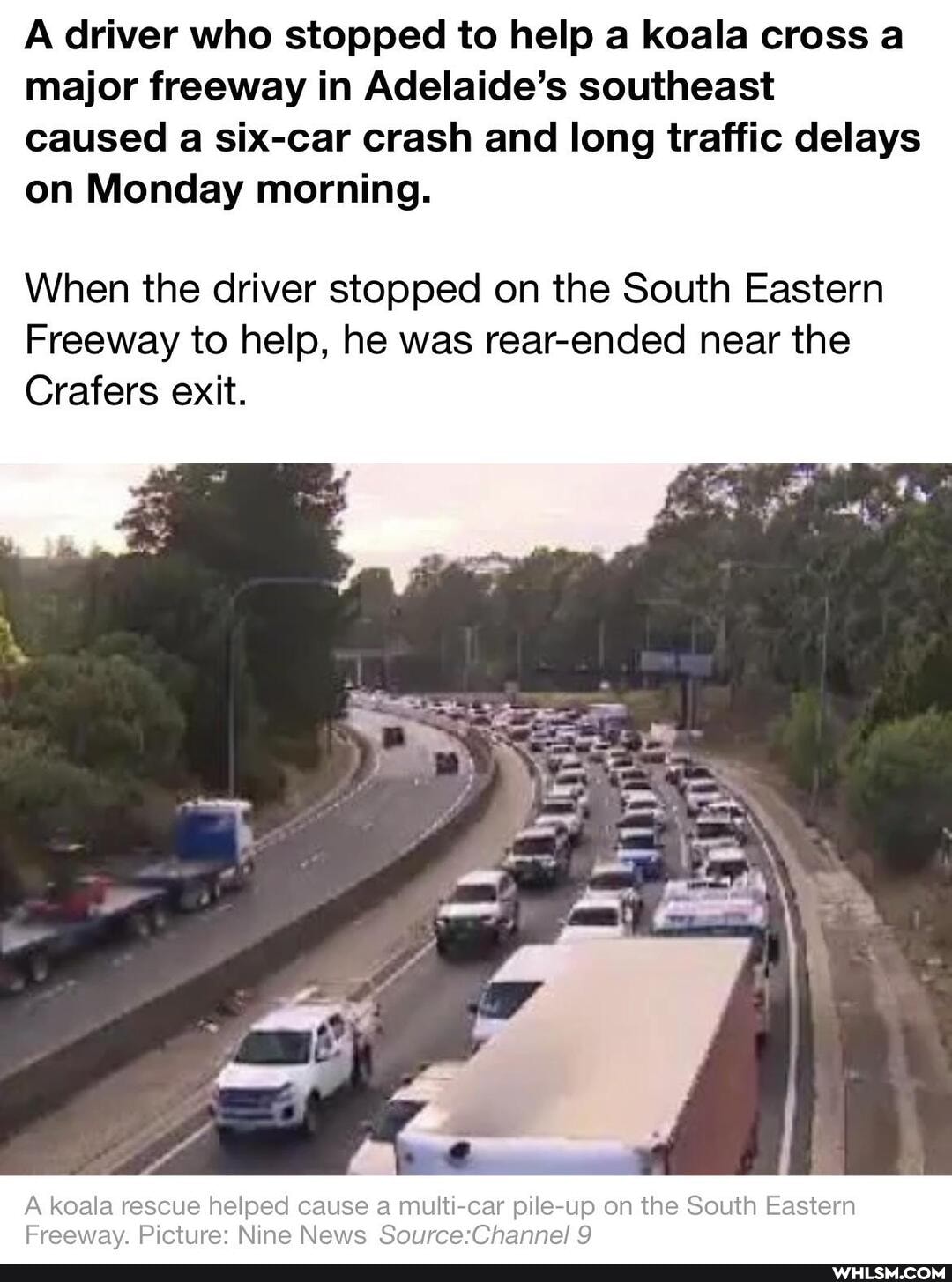 A driver who stopped to help a koala cross a major freeway in Adelaide's southeast caused a six-car crash and long traffic delays on Monday morning.
When the driver stopped on the South Eastern
Freeway to help, he was rear-ended near the
Craters exit.
A koala rescue helped cause a multi-car -up on the South Eastern
Freeway, Picture: Nine News 9