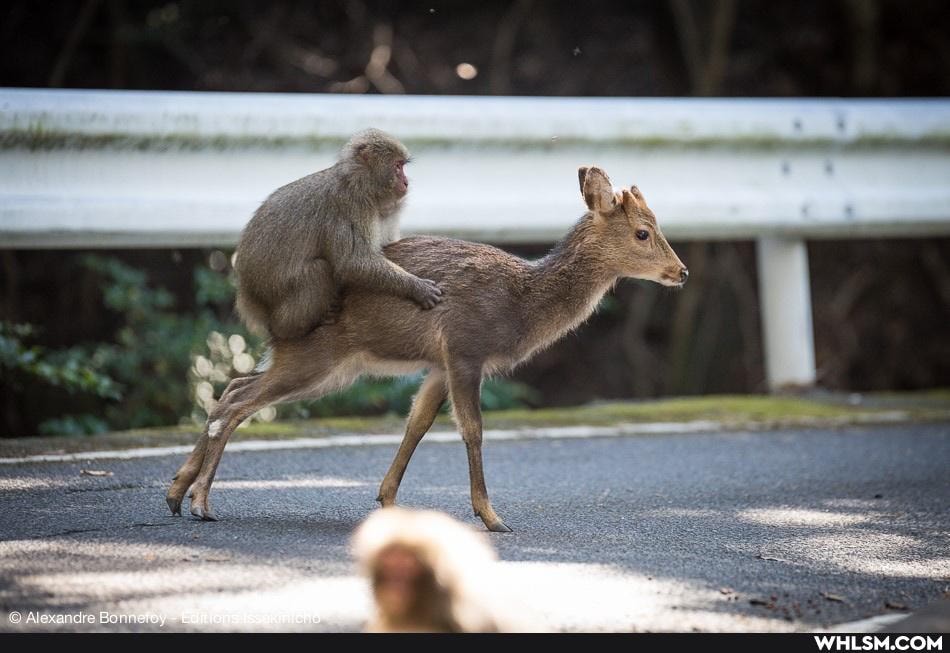 cute_animal, deer, monkey