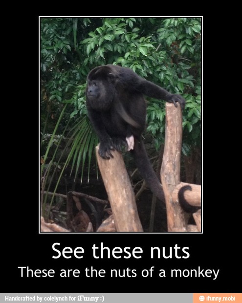 See these nuts
These are the nuts of a monkey - See these nuts
These are the nuts of a monkey