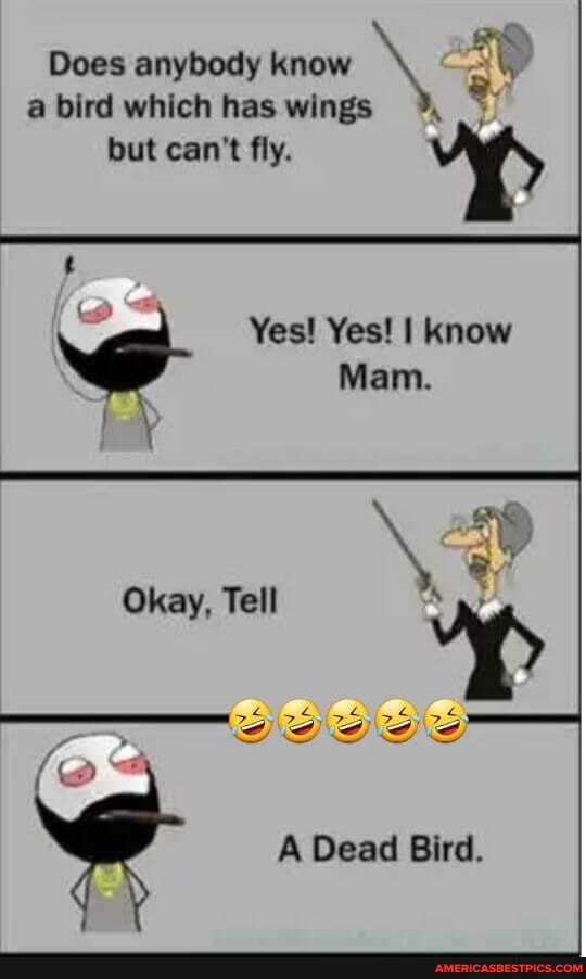 Does anybody know a bird which has wings but can't fly.
Yes! Yes! I know
Mam.
Okay, Tell
A Dead Bird.