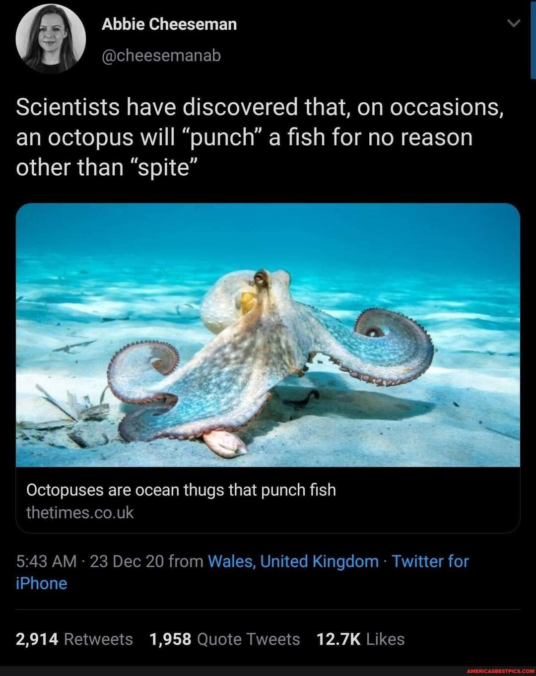 Abbie Cheeseman
@cheesemanab
Scientists have discovered that, on occasions, an octopus will "punch" a fish for no reason other than "spite"
Octopuses are ocean thugs that punch fish thetimes.co.uk
AM 23 Dec 20 from Wales, United Kingdom Twitter for iPhone
