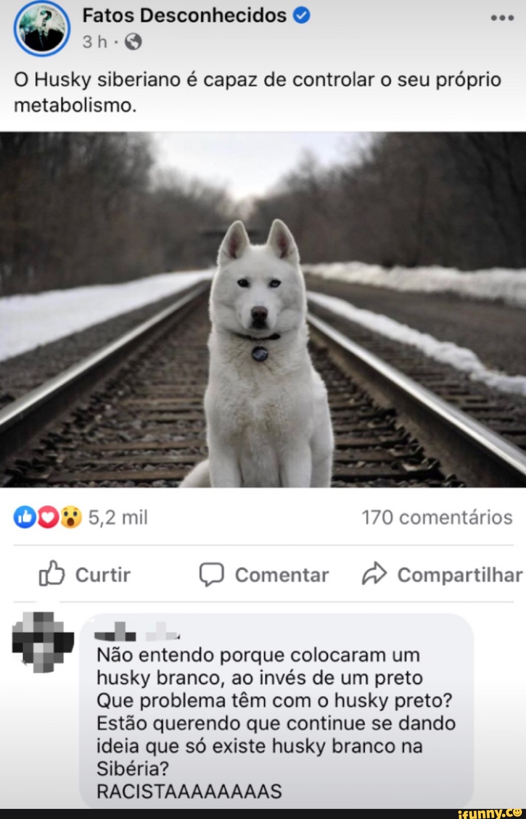 O Husky siberiano é capaz de controlar o seu próprio
metabolismo.
Não entendo porque colocaram um
husky branco, ao invés de um preto
Que problema têm com o husky preto?
Estão querendo que continue se dando
ideia que só existe husky branco na
Sibéria?
RACISTAAAAAAAAS