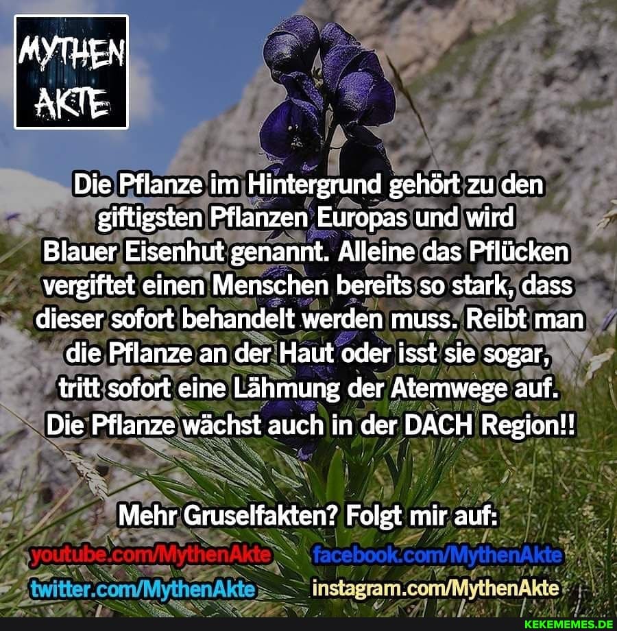 AN
Die Pfianze im Hintergrund gehört zu den eiftigsten Pflanzen Europas und wird
Blauer Eisenhut genannt. Alleine das Pflücken vergiftet einen Menschen bereits so stark, dass dieser sofort behandelt werden muss. Reibt man die Pflanze an der Haut oder isst sie sogar, tritt sofort eine Lähmung der Atemwege auf.
Die Pflanze wächst auch in der DACH Region!!
Mehr Gruselfakten? Folgt mir auf: