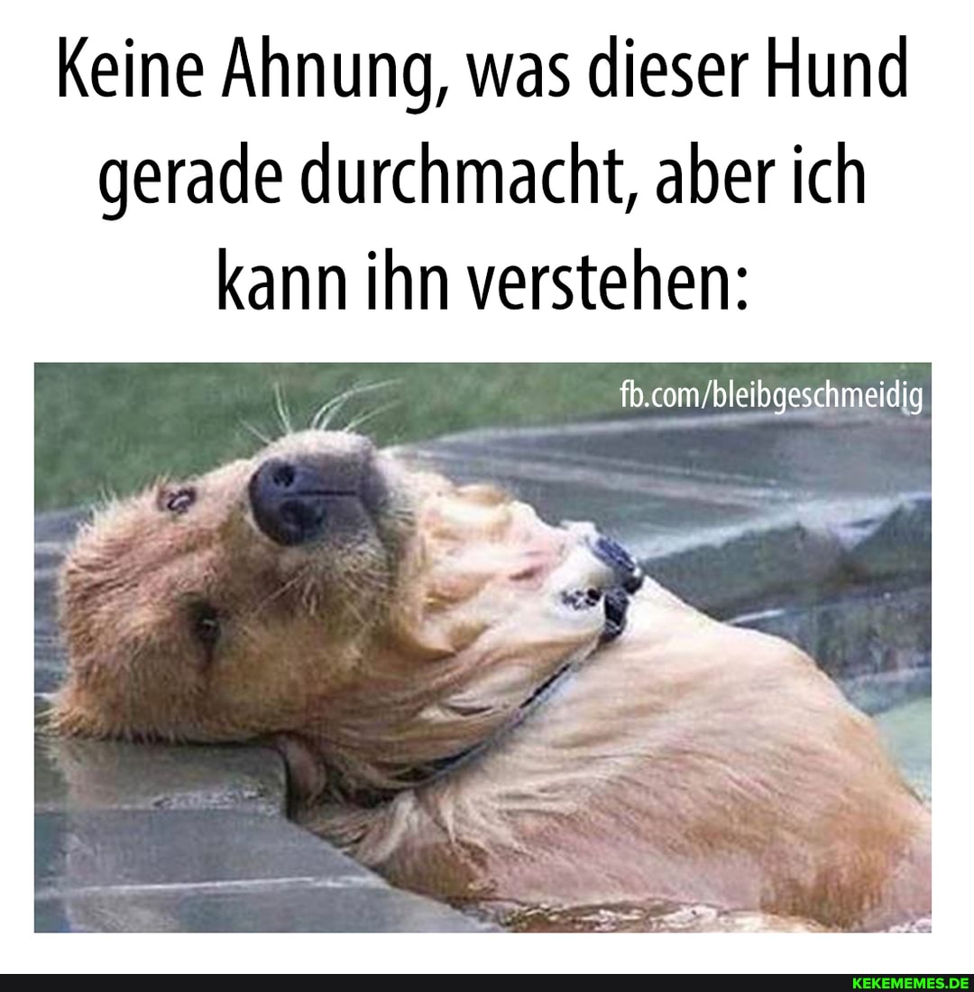 Keine Ahnung, was dieser Hund gerade durchmacht, aber ich kann ihn verstehen:
fb.combleibgeschmeidig