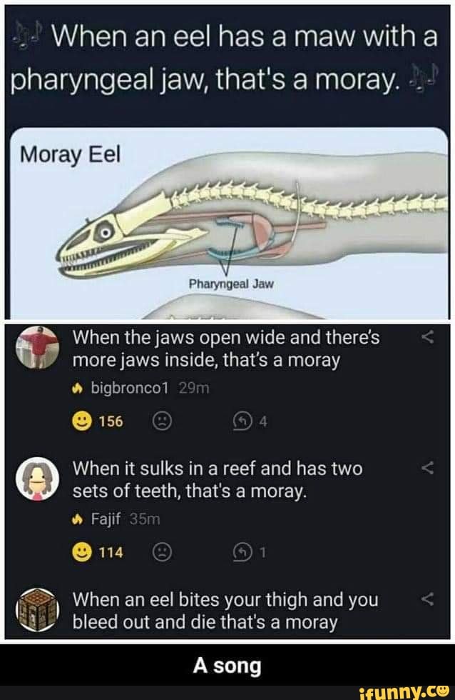When An Eel Has A Maw With Pharyngeal Jaw That S A Moray Moray Eel Pharyngeal Jaw