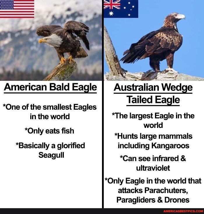 American Bald Eagle I Australian Wedge Tailed Eagle world *One of the ...