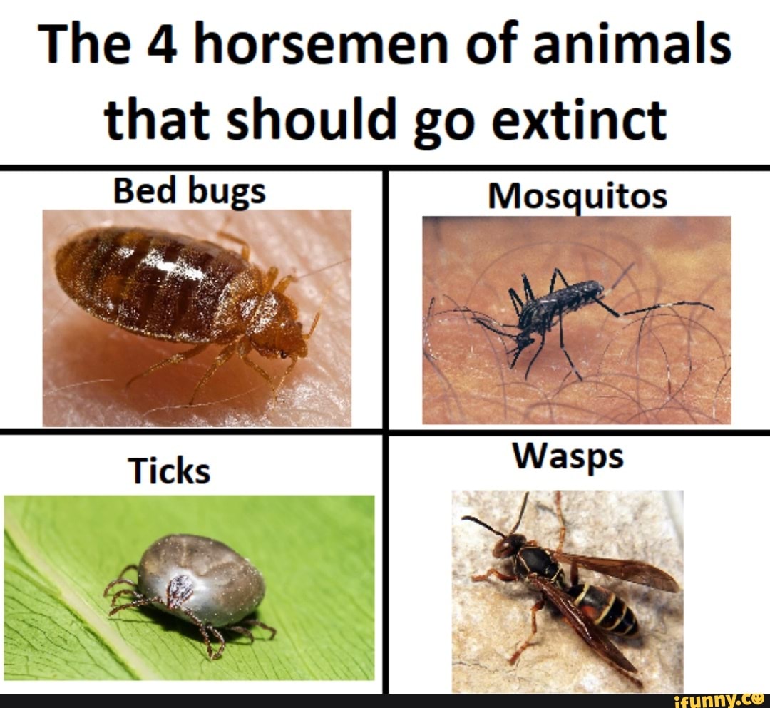 The 4 horsemen of animals that should go extinct Mosquitos Bed bugs