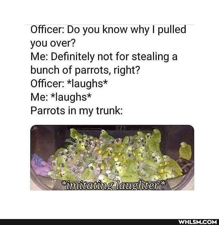 Officer: Do you know why pulled you over?
Me: Definitely not for stealing a bunch of parrots, right?
Officer: *laughs*
Me: *laughs*
Parrots in my trunk: