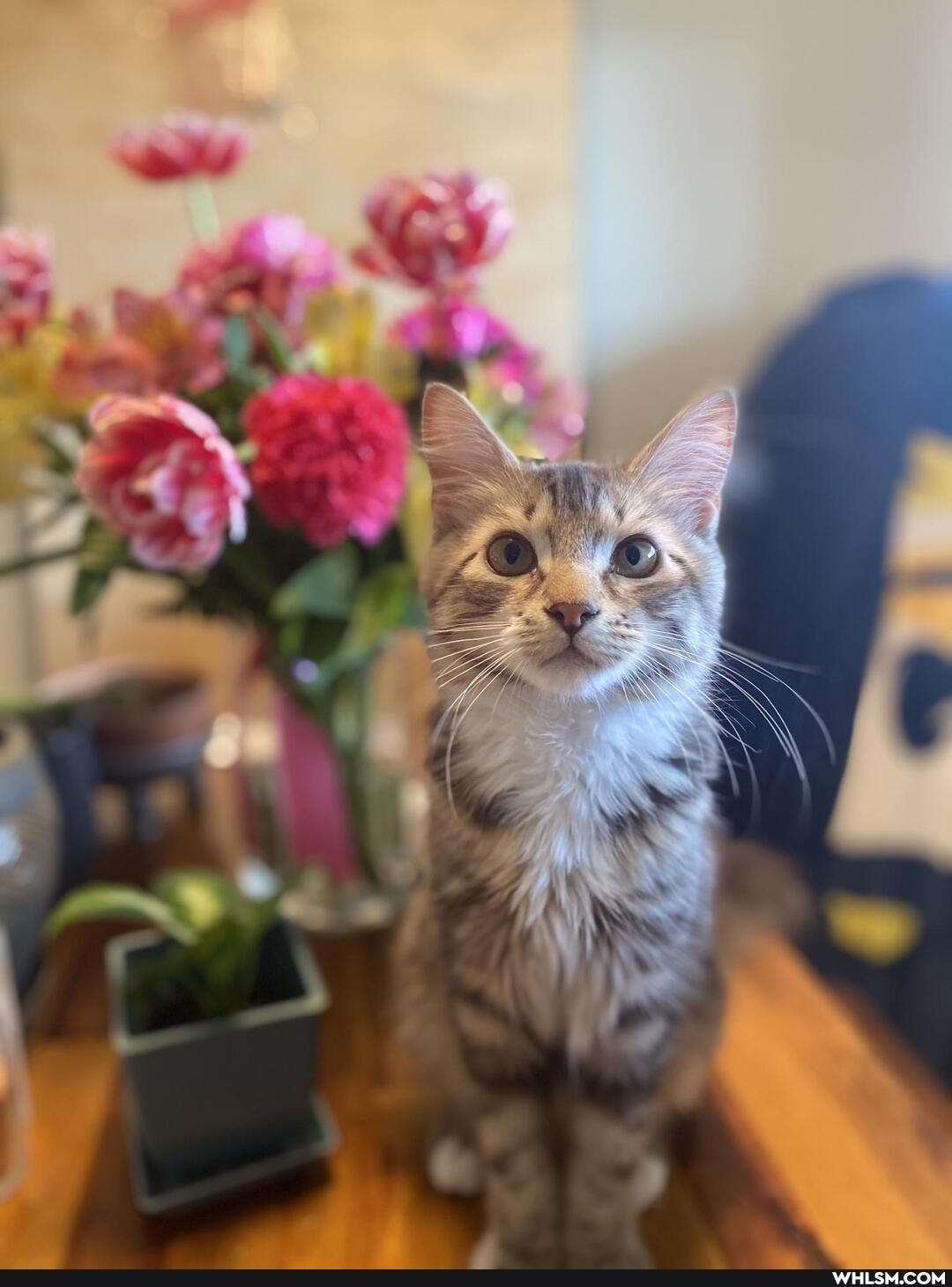 aww, kitty