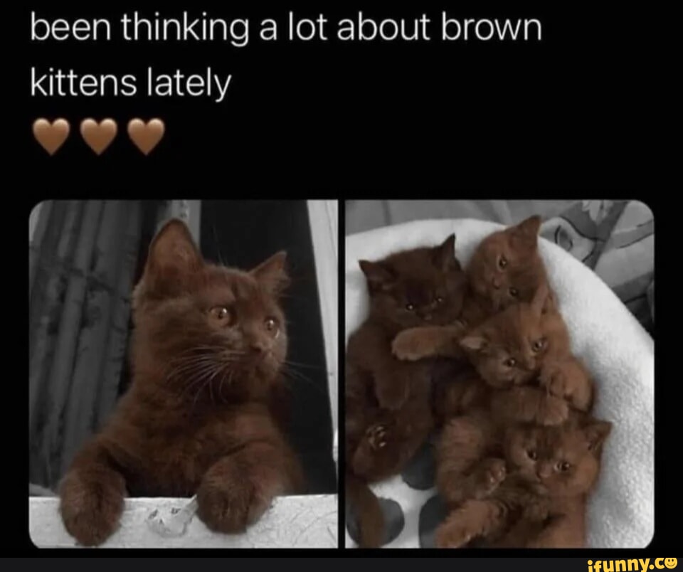 Kittens memes. Best Collection of funny Kittens pictures on iFunny