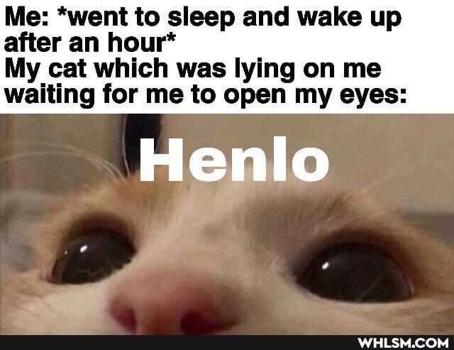 Me: *went to sleep and wake up after an hour*
My cat which was lying on me waiting for me to open my eyes:
Henlo