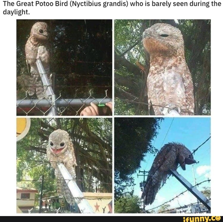 The Great Potoo Bird (Nyctibius grandis) who is barely seen during the
daylight.