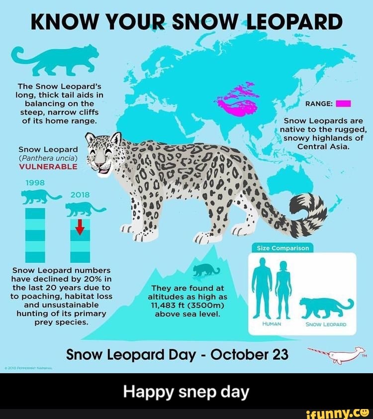 know-your-snow-leopard-snow-leopard-numbers-have-decnned-by-20-in-the