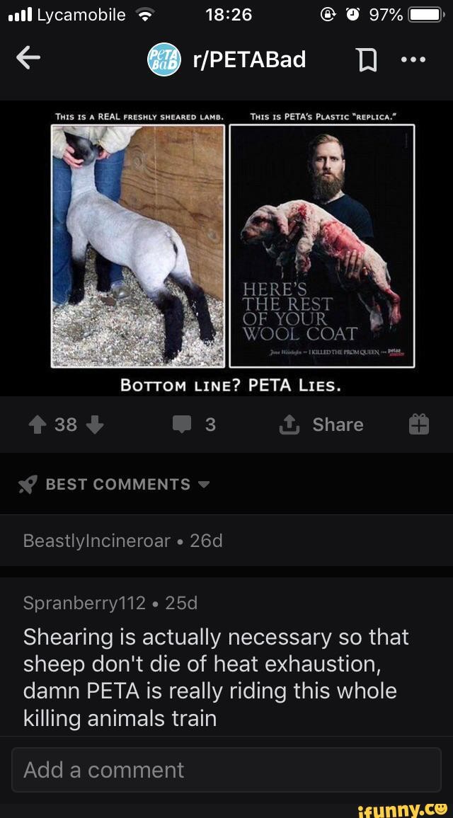 Shearing is actually necessary so that
sheep don't die of heat exhaustion,
damn PETA is really riding this whole
killing animals train