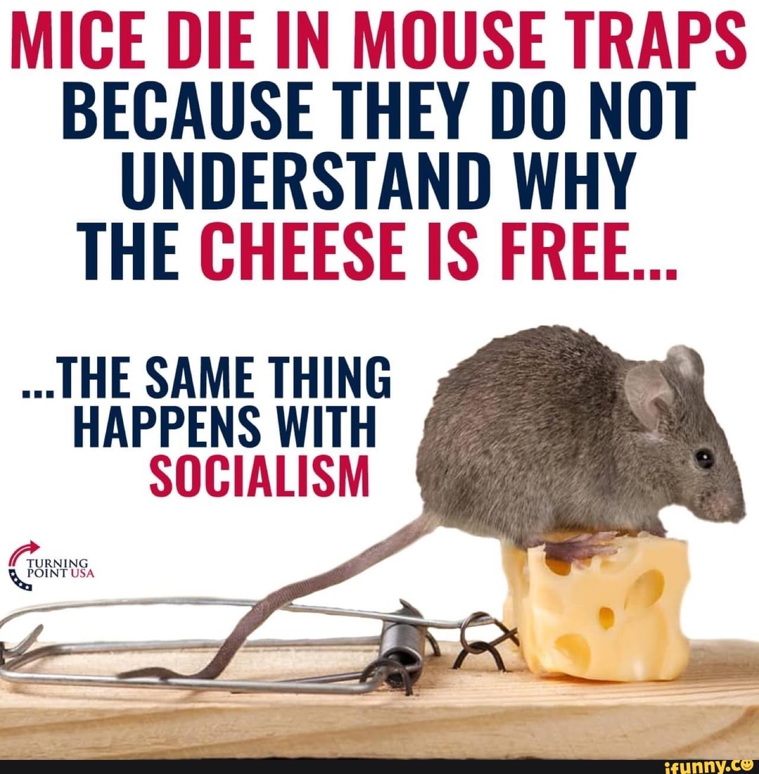 MICE DIE IN MOUSE TRAPS BECAUSE THEY DO NOT UNDERSTAND WHY THE CHEESE