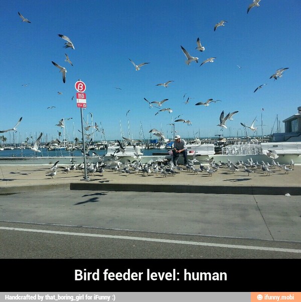 Bird feeder level: human - Bird feeder level: human