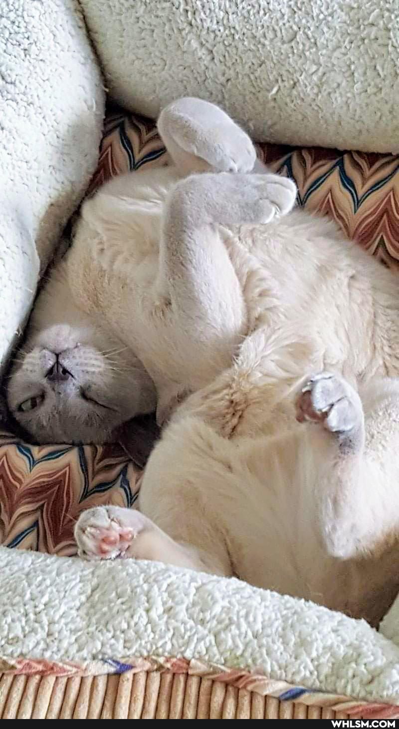 funny, cat, aww