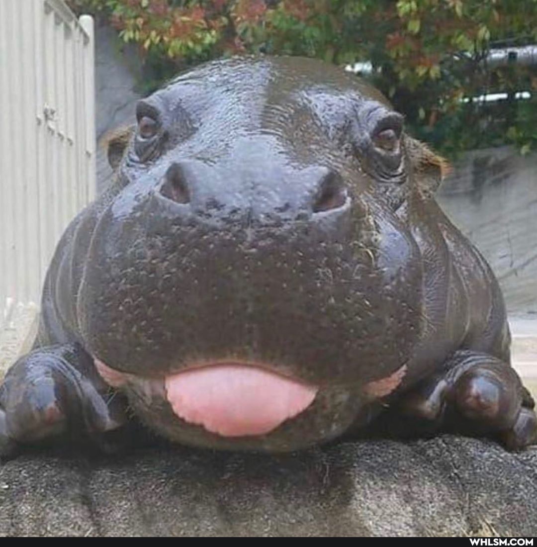aww, baby_animals, hippopotamus, baby_hippo