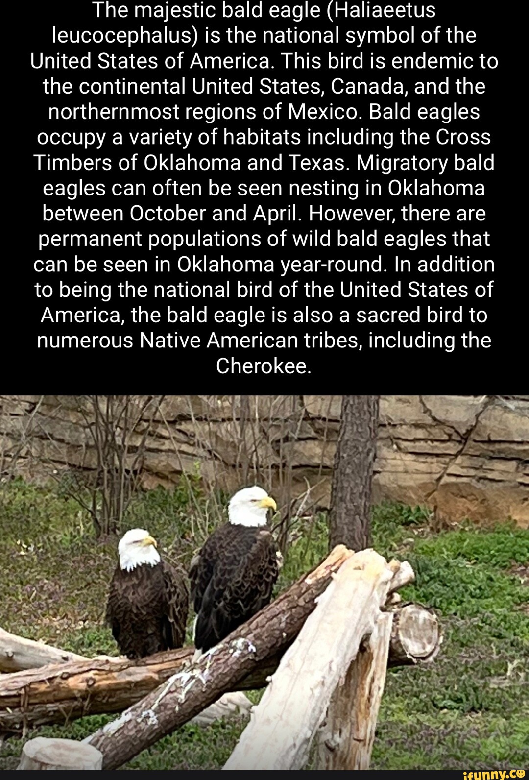 The majestic bald eagle (Haliaeetus leucocephalus) is the national