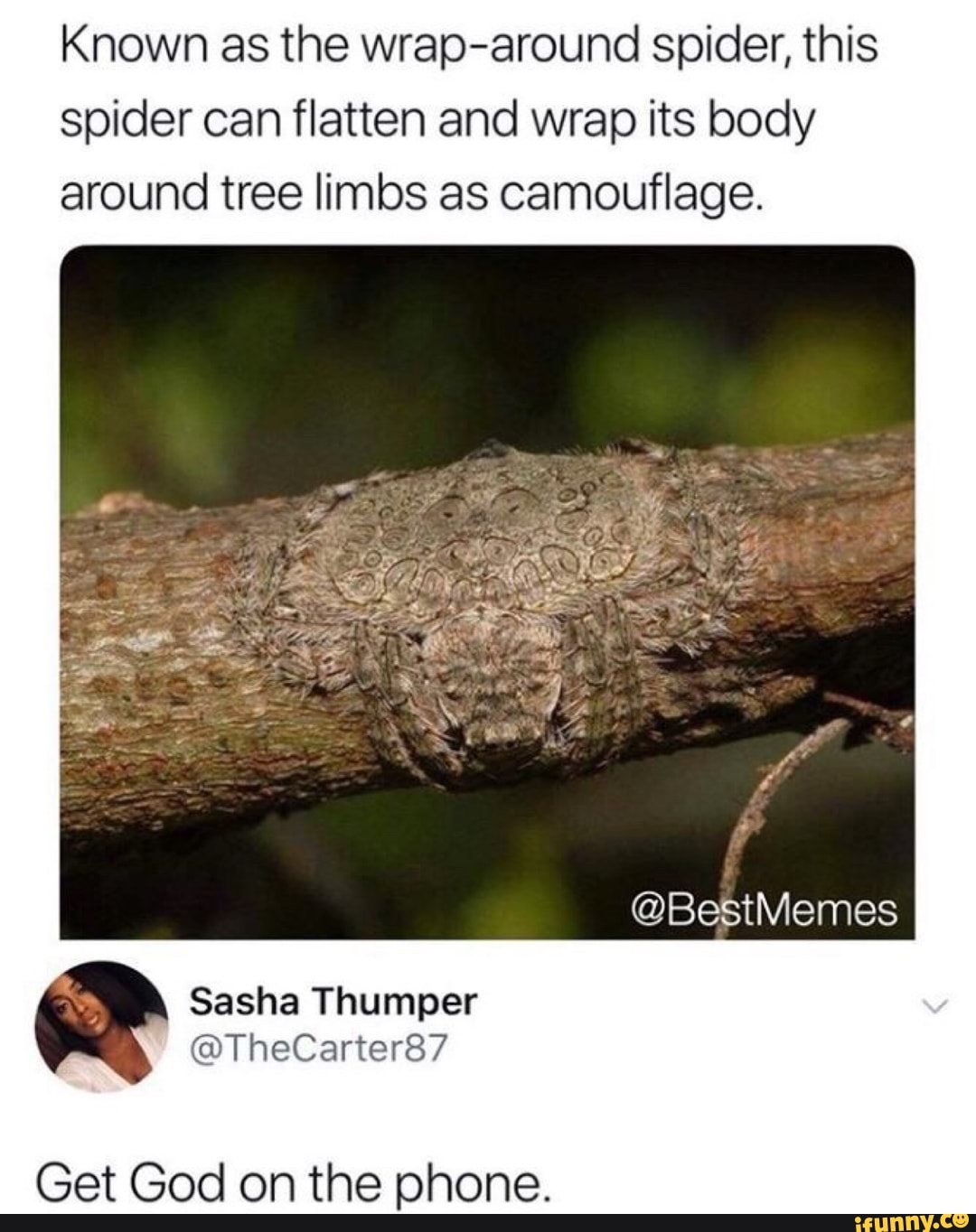 Known as the wraparound spider, this spider can flatten and wrap its